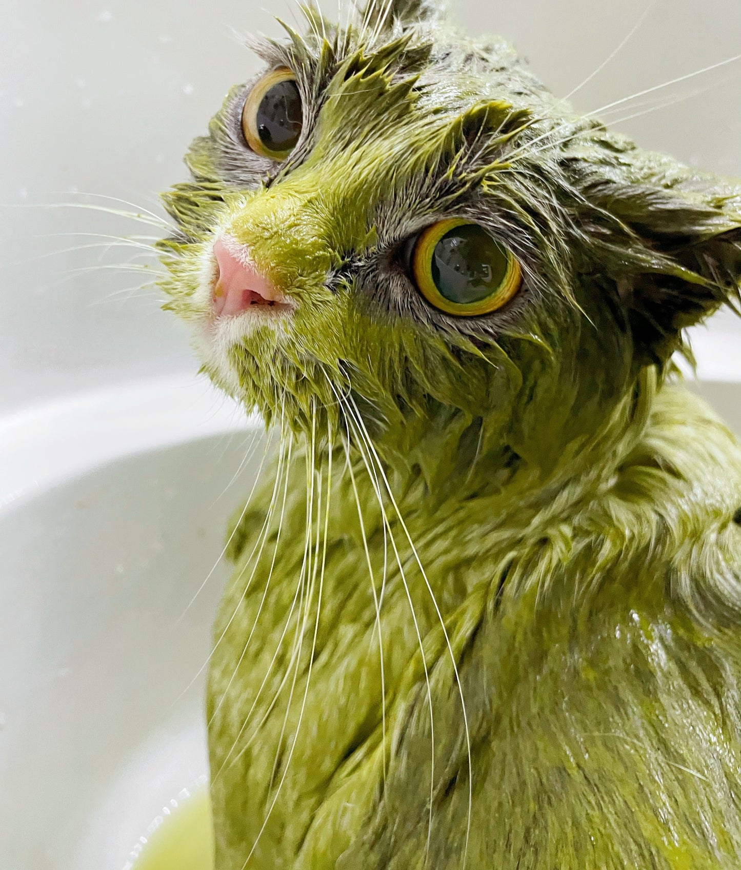 Harmurry Herbal Mud Spa (Cica × Cassia × Matcha)