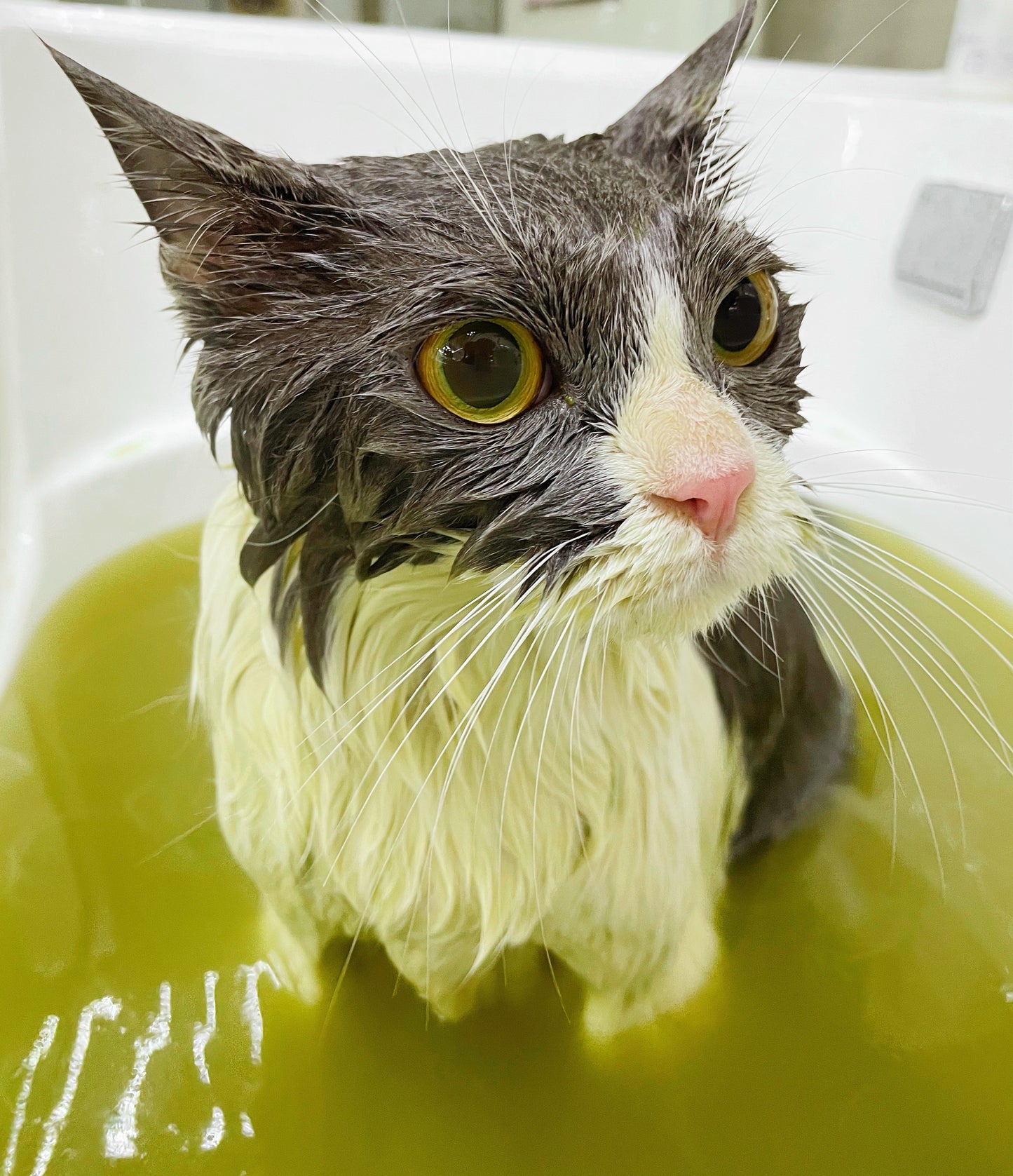 Harmurry Herbal Mud Spa (Cica × Cassia × Matcha)